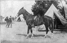 U.S. Army Officer on horseback